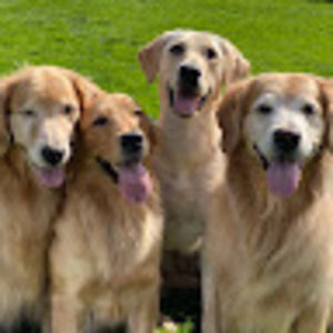 Meet your Posher, Sandy